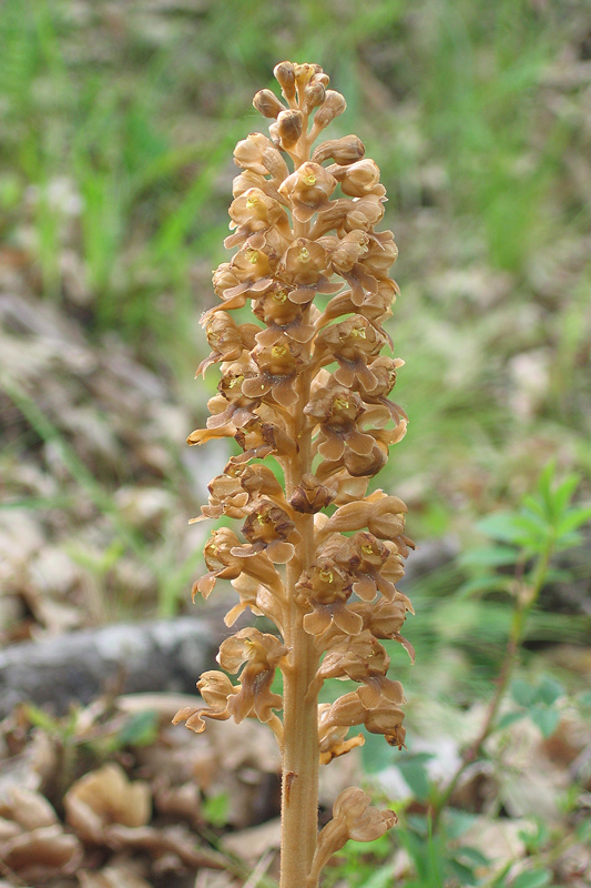 Orchis simia e altro